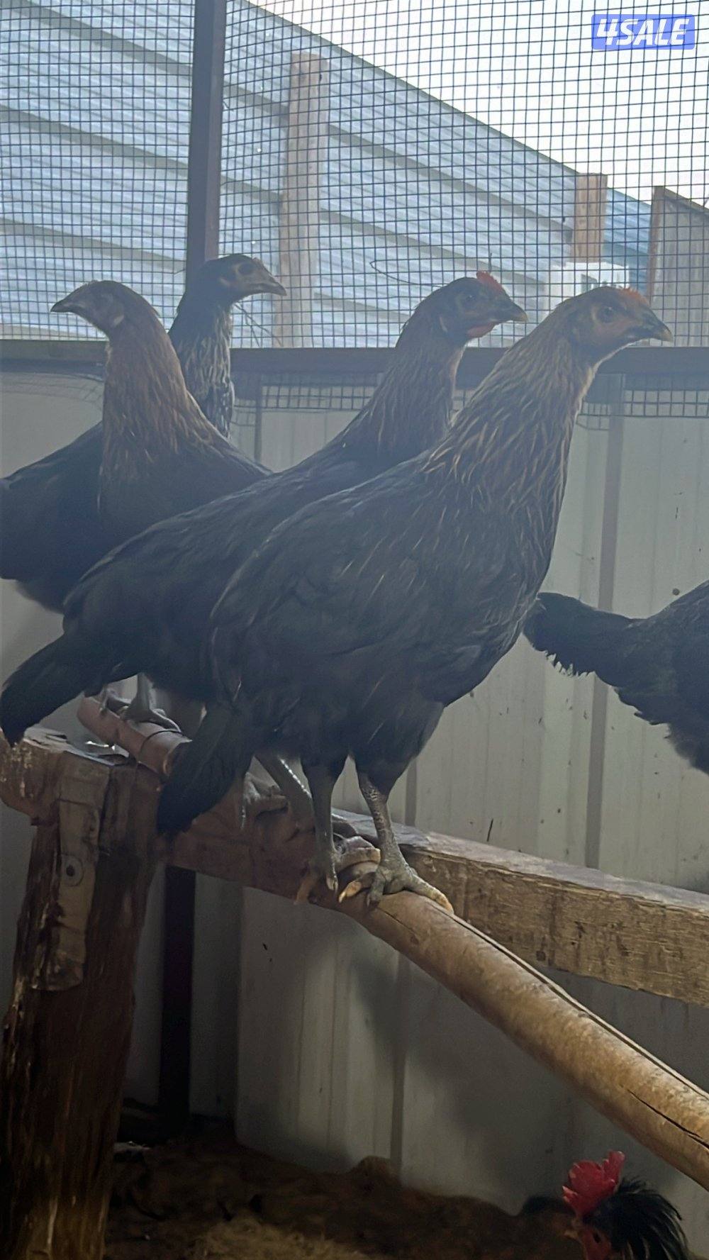 مجموعة تراكيب عربي  حجم ومستوى فاخر0