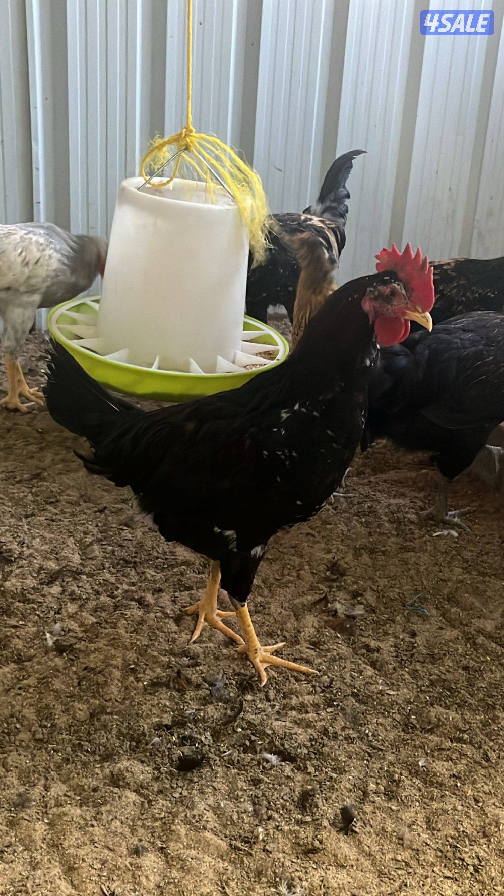 مجموعة تراكيب عربي  حجم ومستوى فاخر2