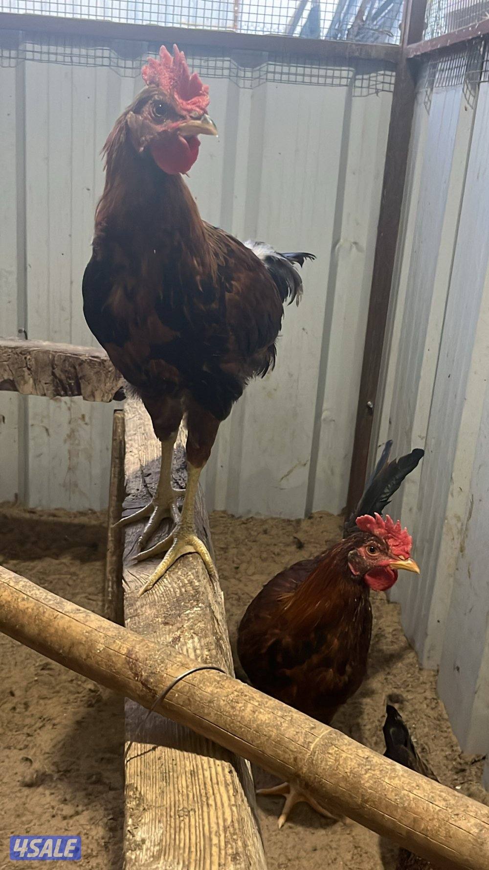 مجموعة تراكيب عربي  حجم ومستوى فاخر3