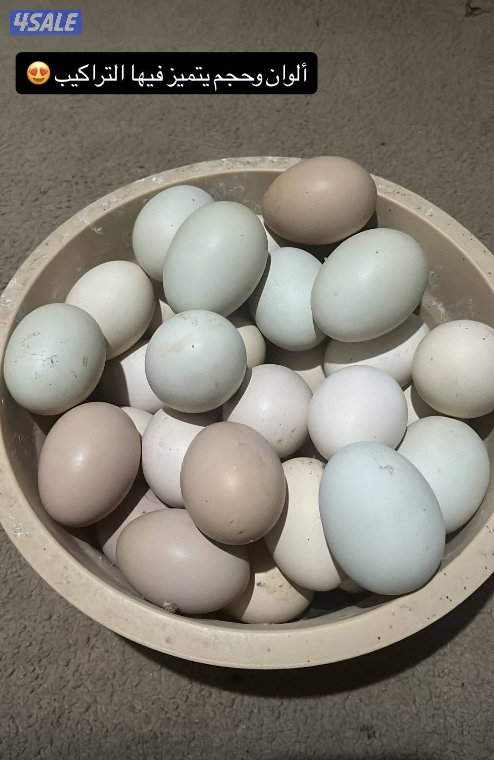 مجموعة تراكيب عربي  حجم ومستوى فاخر4