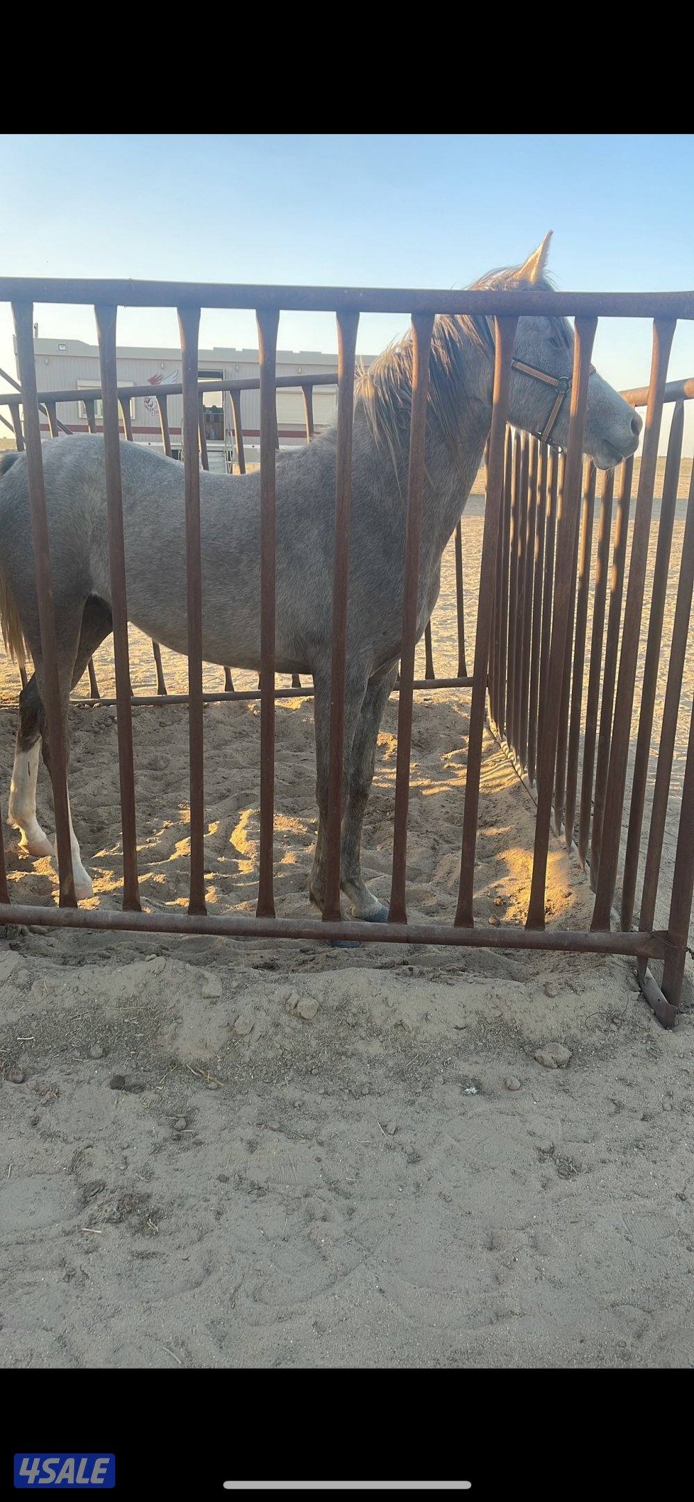 للبيع فلو عمر سنهو8شهور السعر 50 الموقع كبد0