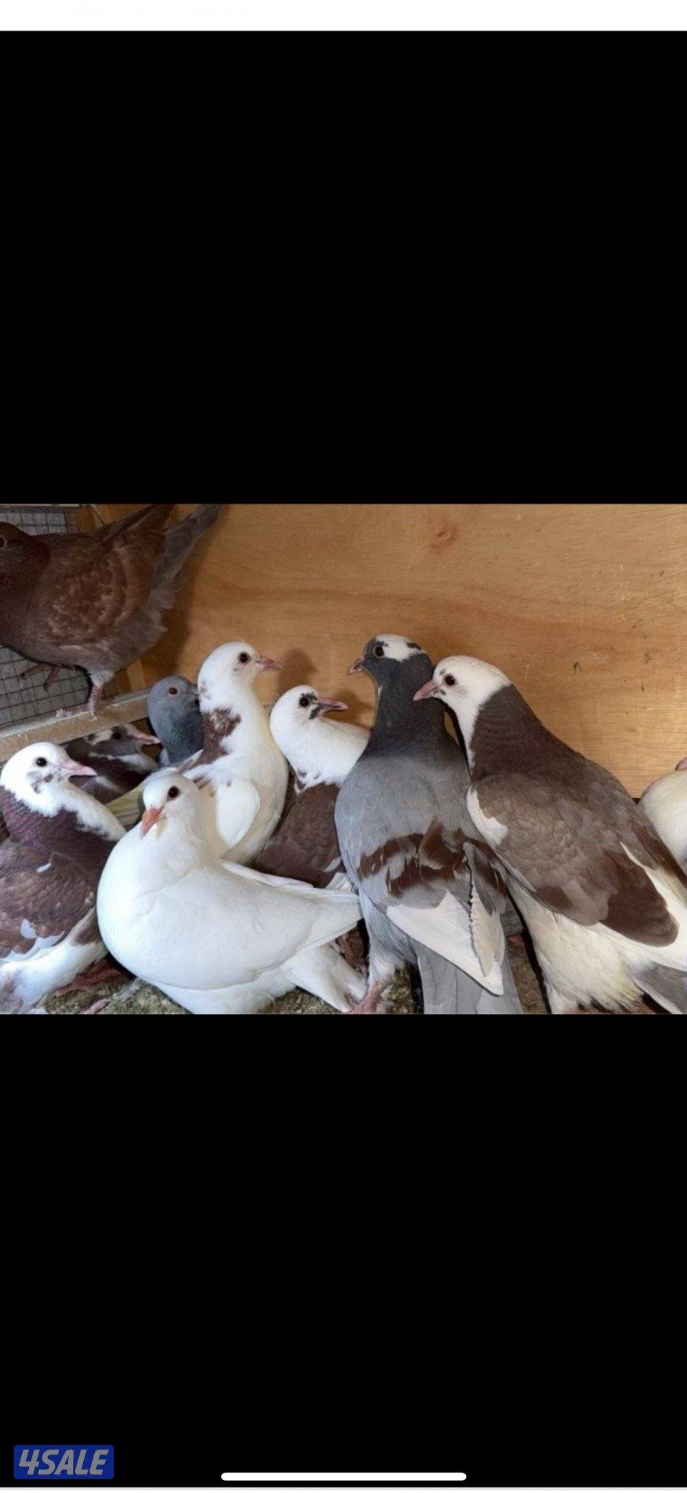 للبيع ازواج وطبات الوزان مطعم وصحه ممتازه0