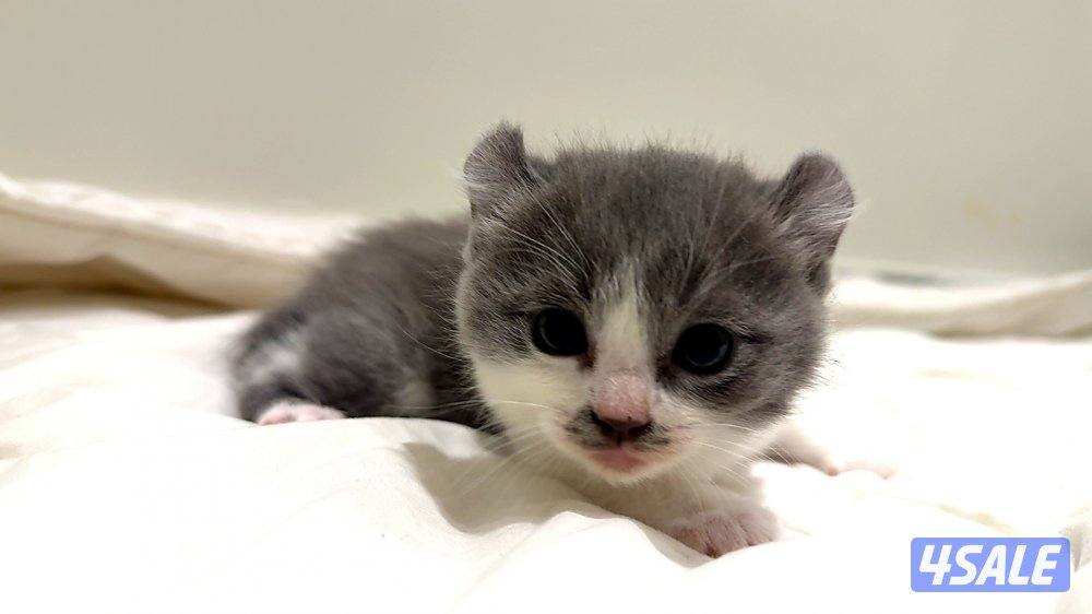 Pure munchkin kittens🐱✨  short legs&very playful          healthy ✔️0