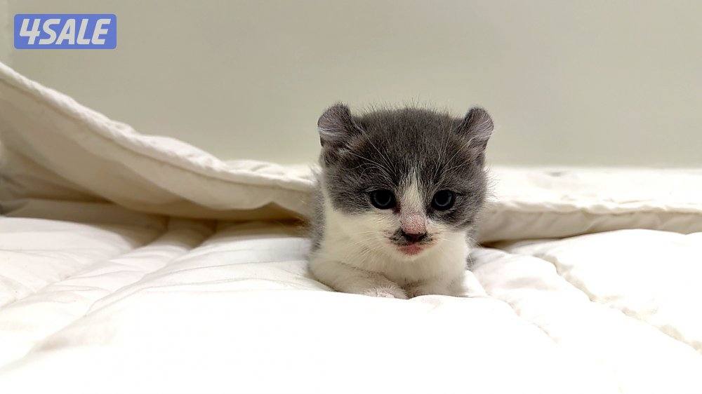 Pure munchkin kittens🐱✨  short legs&very playful          healthy ✔️2