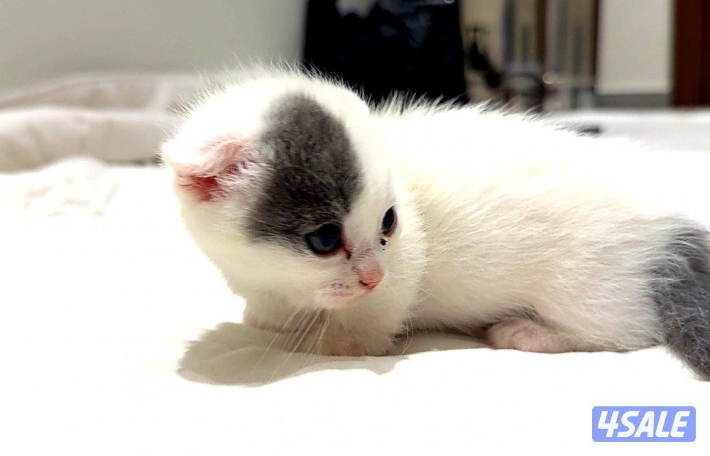 Pure munchkin kittens🐱✨  short legs&very playful          healthy ✔️1