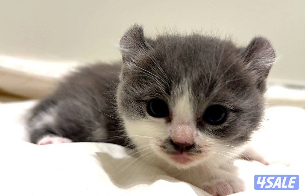 Pure munchkin kittens🐱✨  short legs&very playful          healthy ✔️3