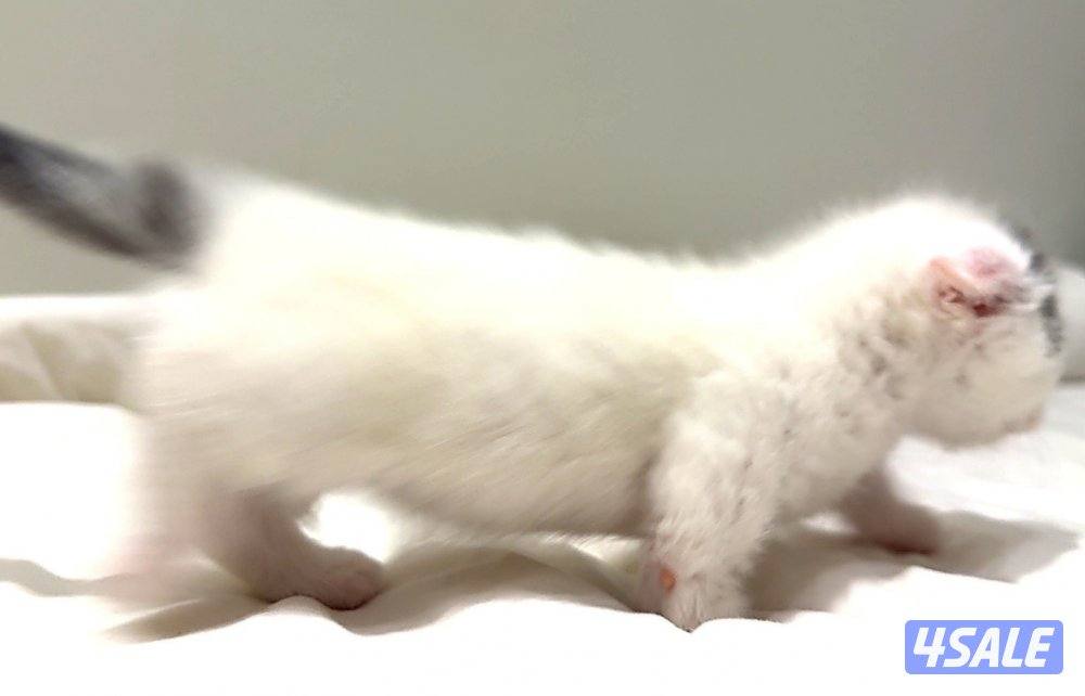 Pure munchkin kittens🐱✨  short legs&very playful          healthy ✔️4