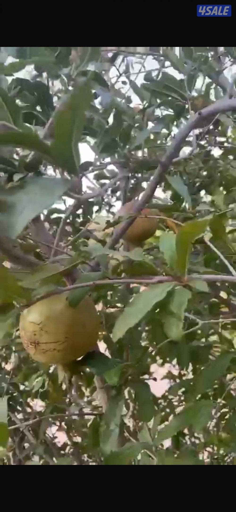 استراحه في منطقة الطائف عشيرة3