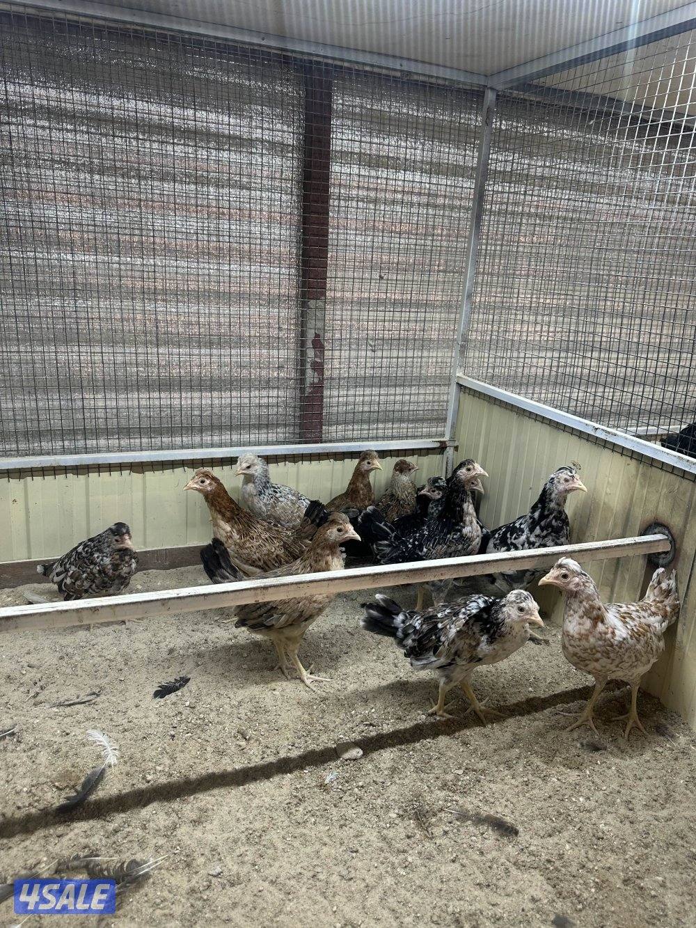 للبيع فروخ دجاج عربي1