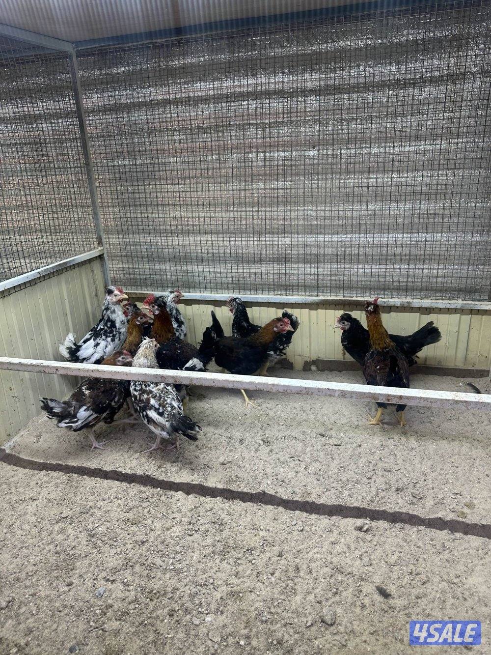 للبيع فروخ دجاج عربي2