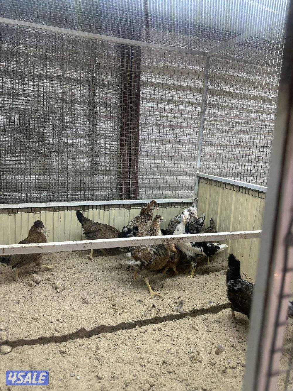 للبيع فروخ دجاج عربي3