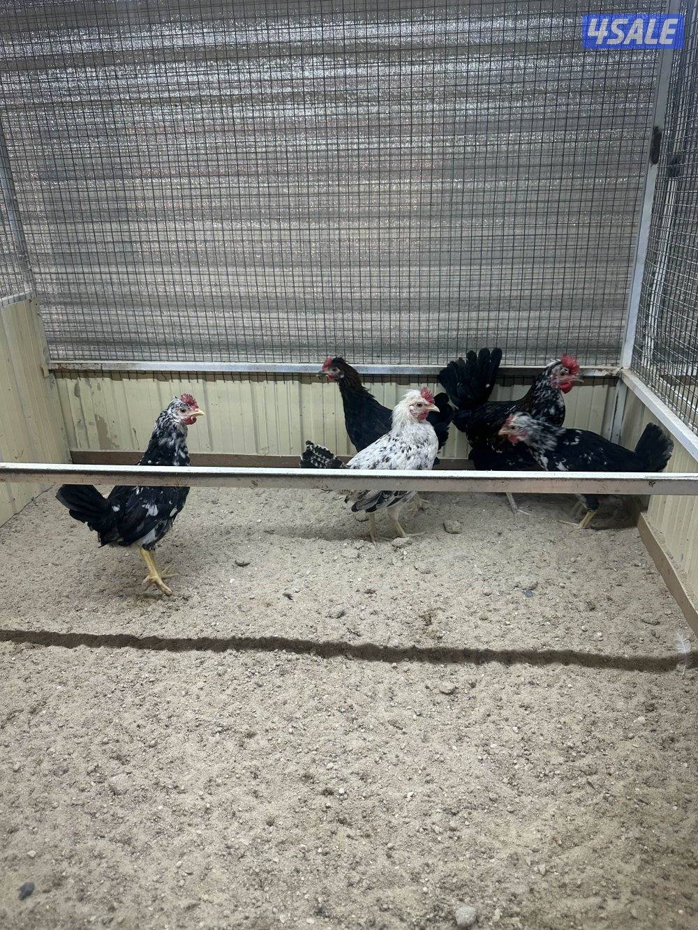 للبيع فروخ دجاج عربي4