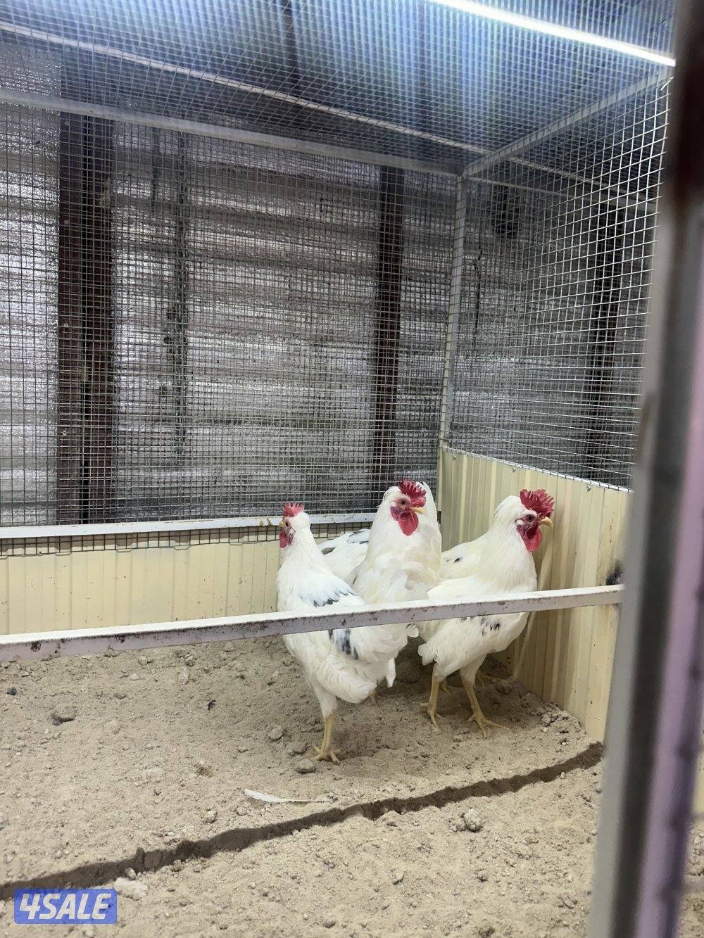 للبيع فروخ دجاج عربي5