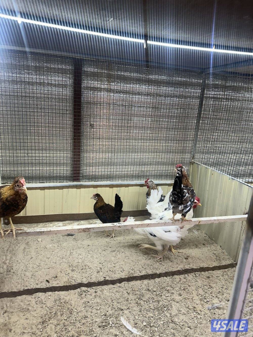 للبيع فروخ دجاج عربي6