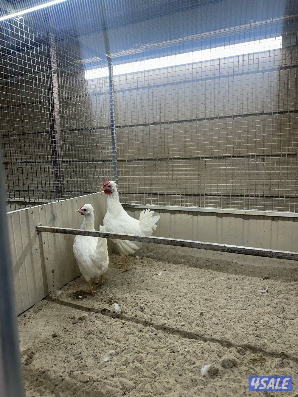 للبيع فروخ دجاج عربي7