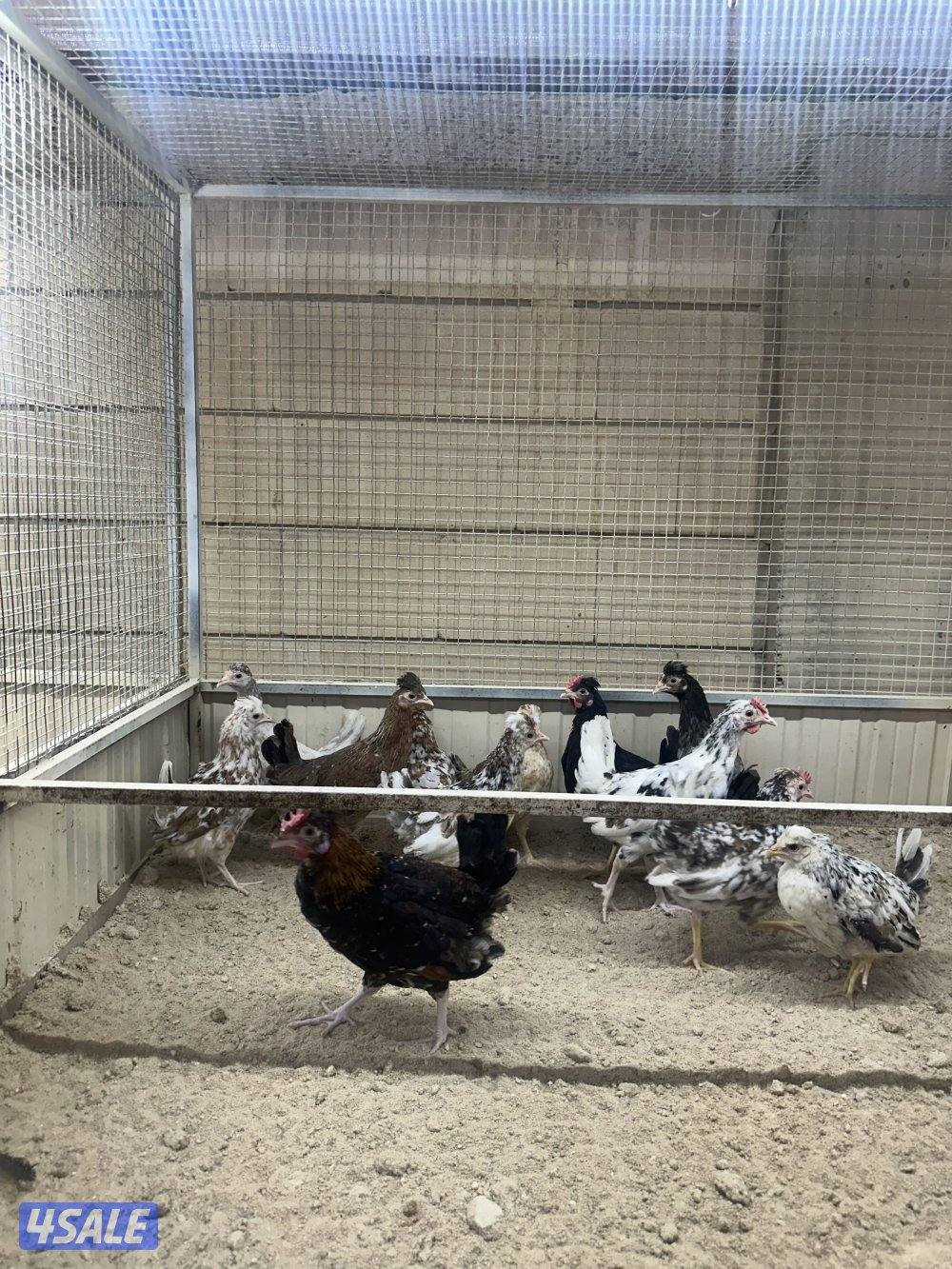 للبيع فروخ دجاج عربي8