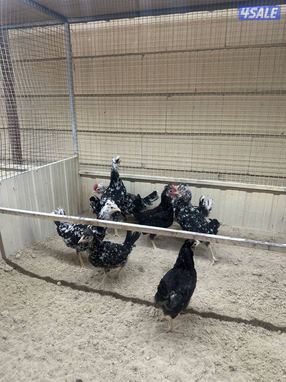 للبيع فروخ دجاج عربي9