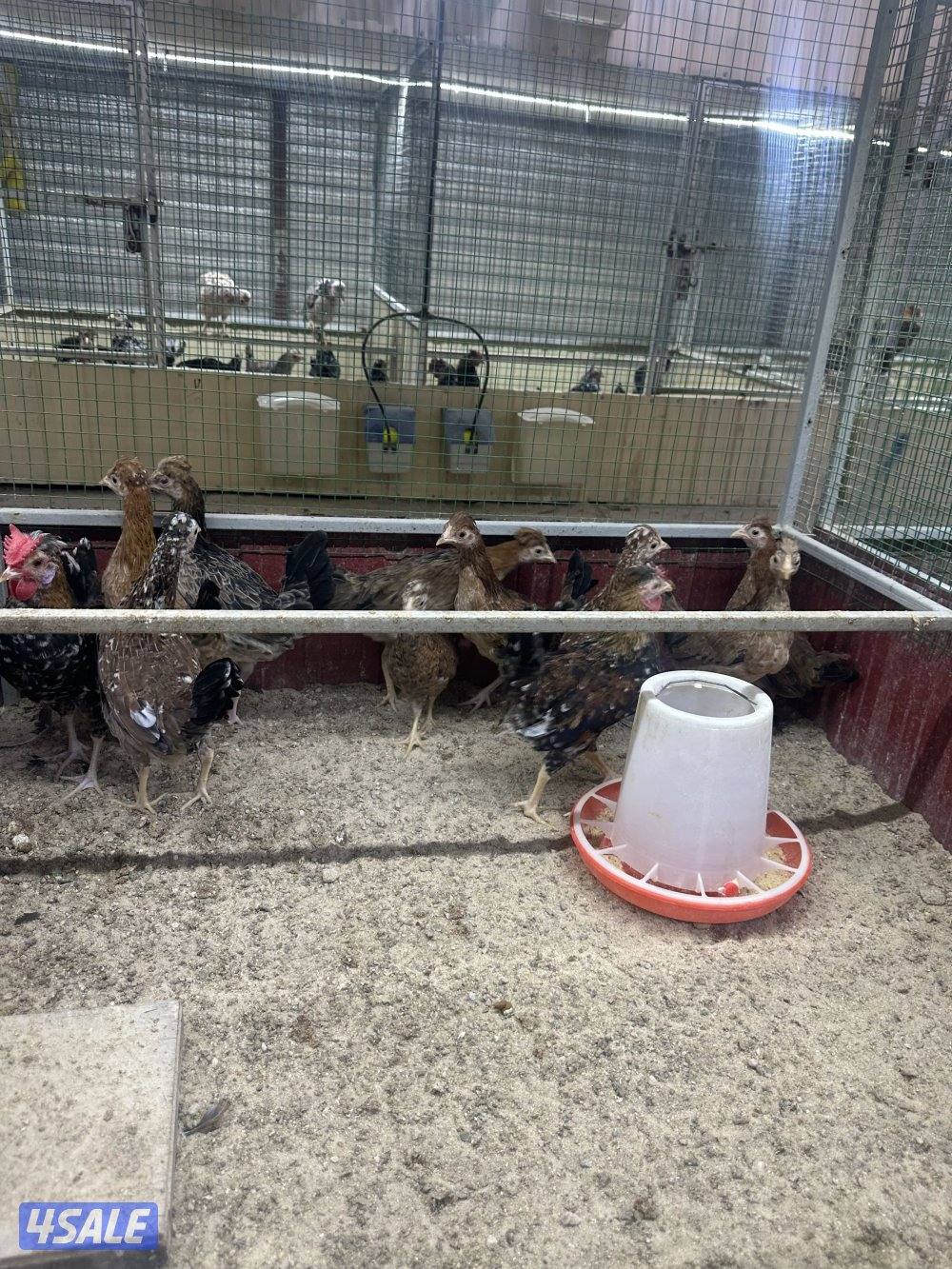 للبيع فروخ دجاج عربي10