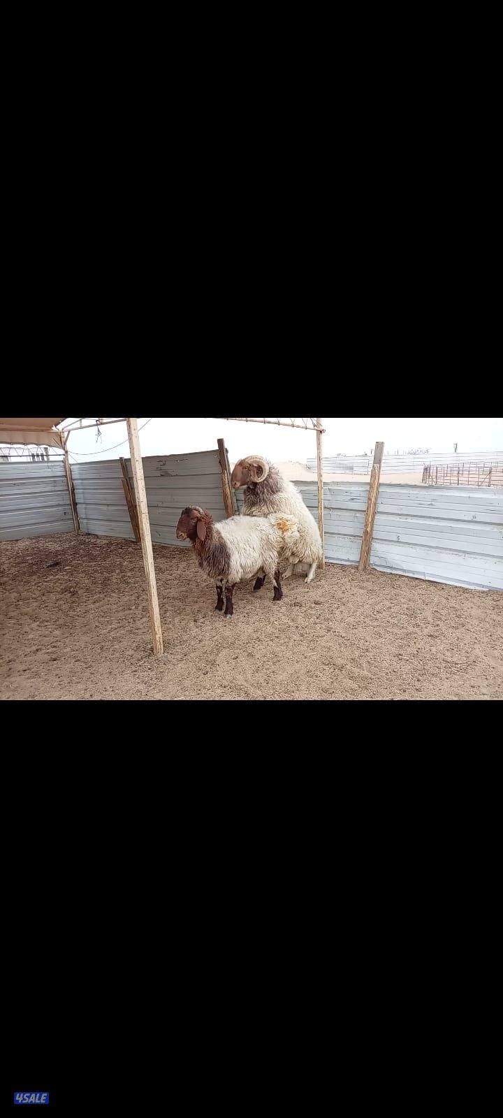 للبيع فحل يقرع .. جده منزح0