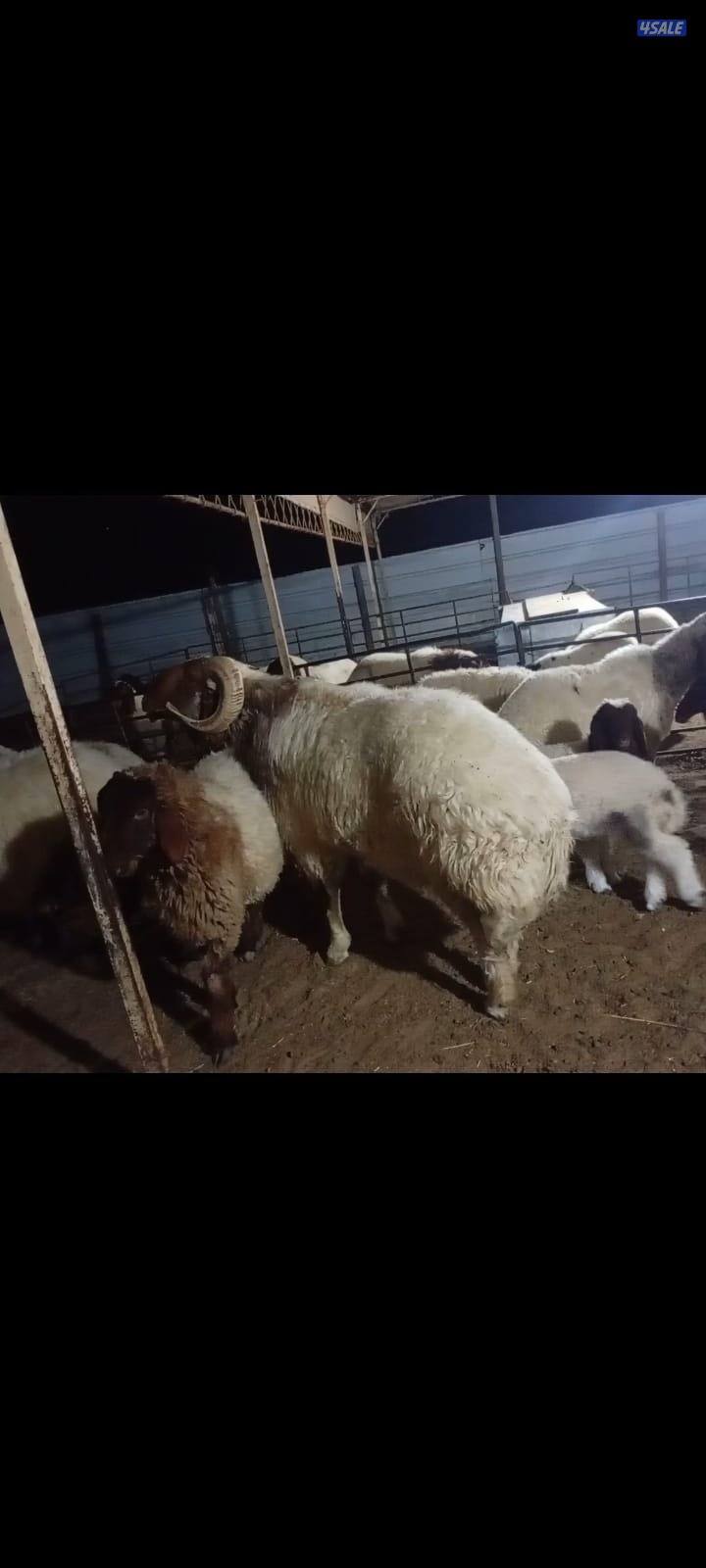 للبيع فحل يقرع .. جده منزح1