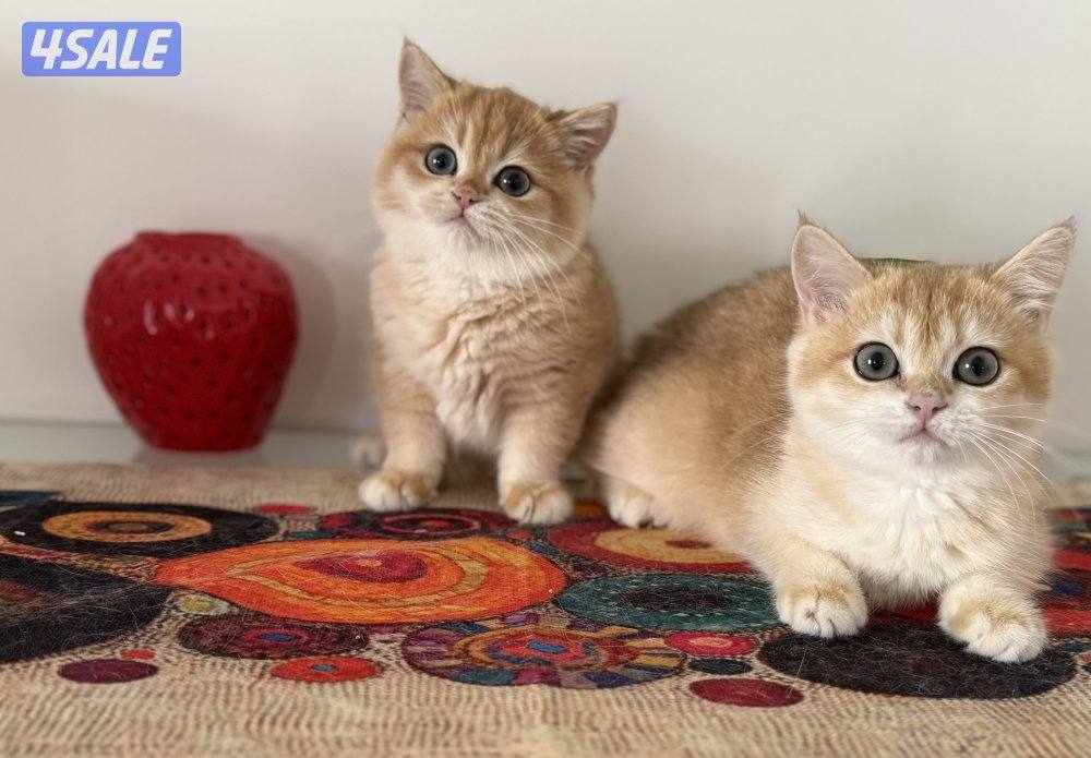 🟦😻 للبيع كتنز برتش قولدن شورت هير🎗️مستوى عالي جداً🎗️ واللون جميل ومميز😻🟦0