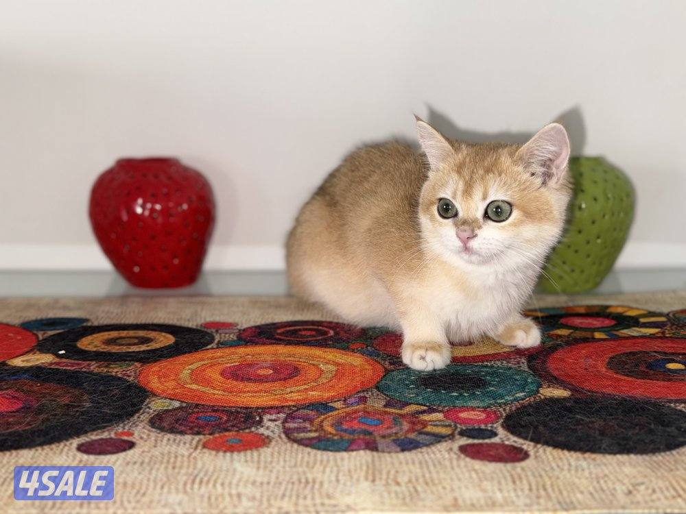 🟦😻 للبيع كتنز برتش قولدن شورت هير🎗️مستوى عالي جداً🎗️ واللون جميل ومميز😻🟦1