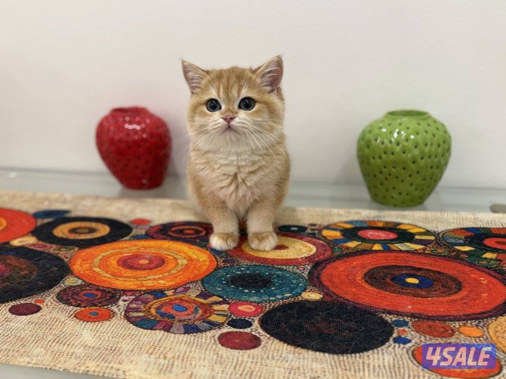 🟦😻 للبيع كتنز برتش قولدن شورت هير🎗️مستوى عالي جداً🎗️ واللون جميل ومميز😻🟦3