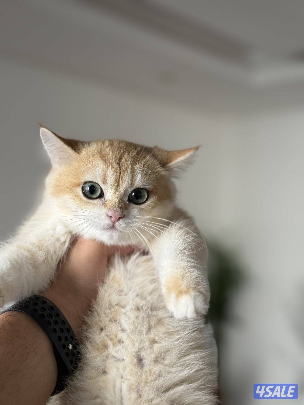 🟦😻 للبيع كتنز برتش قولدن شورت هير🎗️مستوى عالي جداً🎗️ واللون جميل ومميز😻🟦4