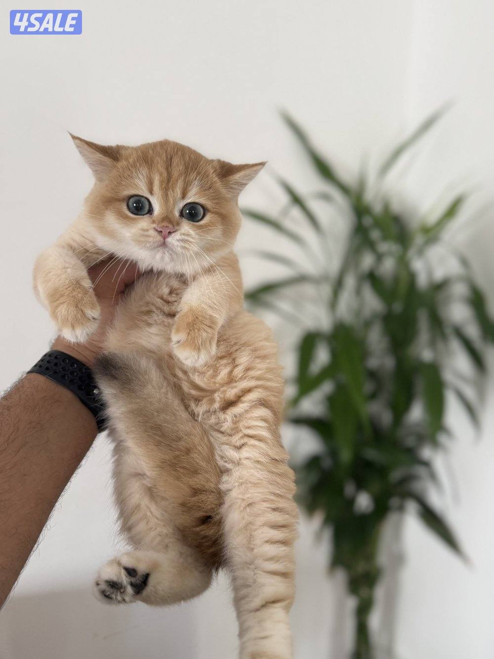 🟦😻 للبيع كتنز برتش قولدن شورت هير🎗️مستوى عالي جداً🎗️ واللون جميل ومميز😻🟦5