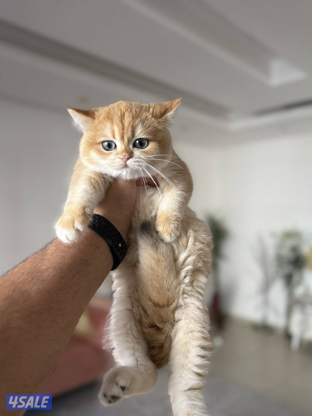 🟦😻 للبيع كتنز برتش قولدن شورت هير🎗️مستوى عالي جداً🎗️ واللون جميل ومميز😻🟦6