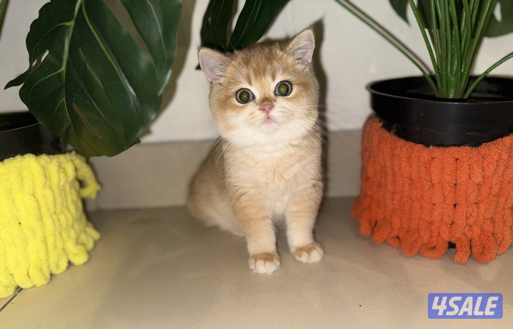 🟦😻 للبيع كتنز برتش قولدن شورت هير🎗️مستوى عالي جداً🎗️ واللون جميل ومميز😻🟦7