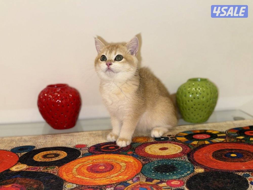 🟦😻 للبيع كتنز برتش قولدن شورت هير🎗️مستوى عالي جداً🎗️ واللون جميل ومميز😻🟦8