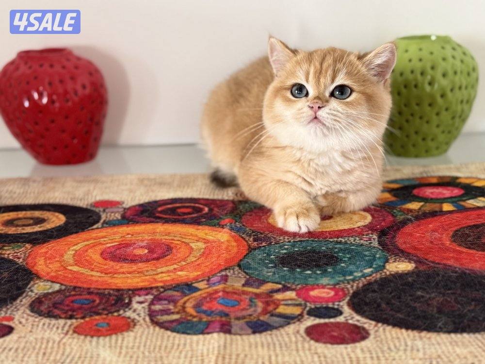 🟦😻 للبيع كتنز برتش قولدن شورت هير🎗️مستوى عالي جداً🎗️ واللون جميل ومميز😻🟦9