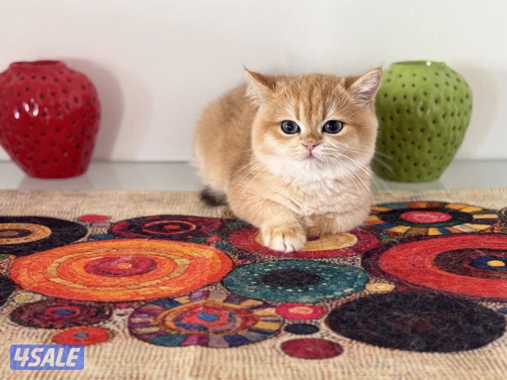 🟦😻 للبيع كتنز برتش قولدن شورت هير🎗️مستوى عالي جداً🎗️ واللون جميل ومميز😻🟦10