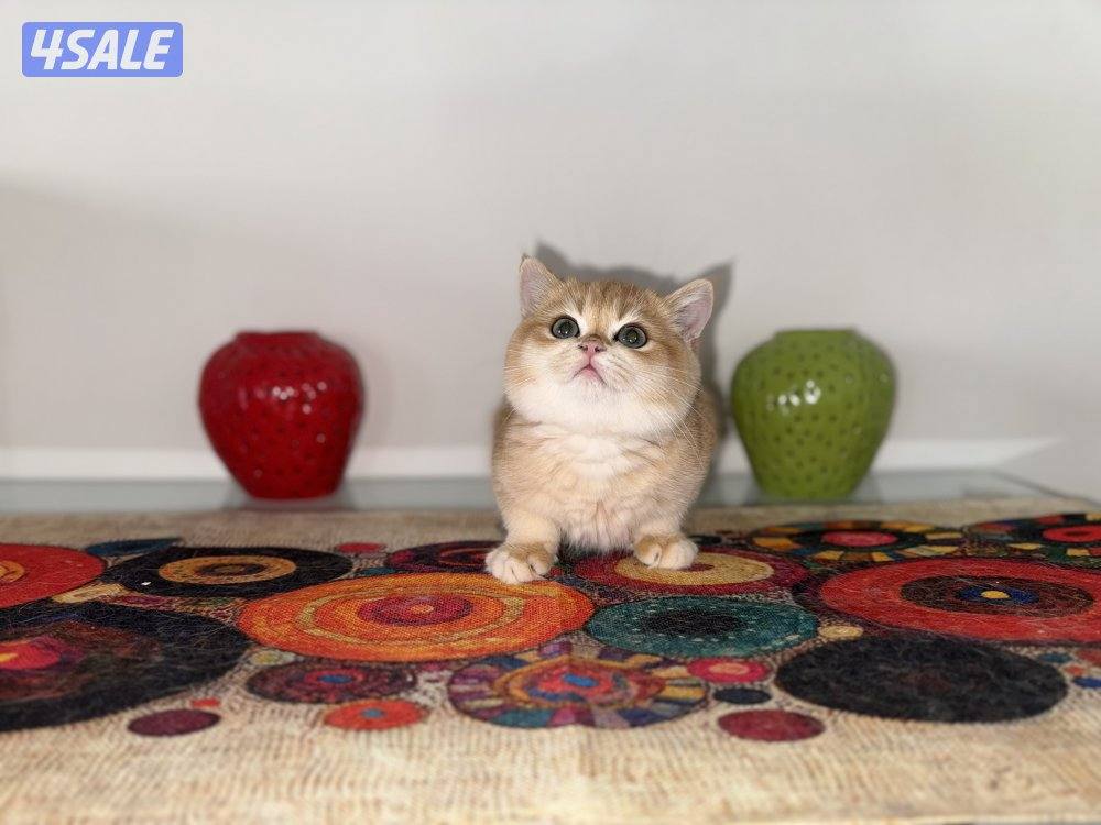 🟦😻 للبيع كتنز برتش قولدن شورت هير🎗️مستوى عالي جداً🎗️ واللون جميل ومميز😻🟦11