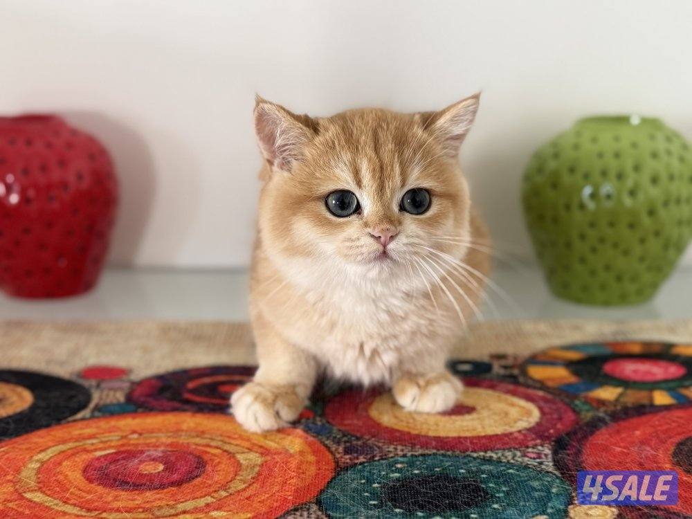 🟦😻 للبيع كتنز برتش قولدن شورت هير🎗️مستوى عالي جداً🎗️ واللون جميل ومميز😻🟦12