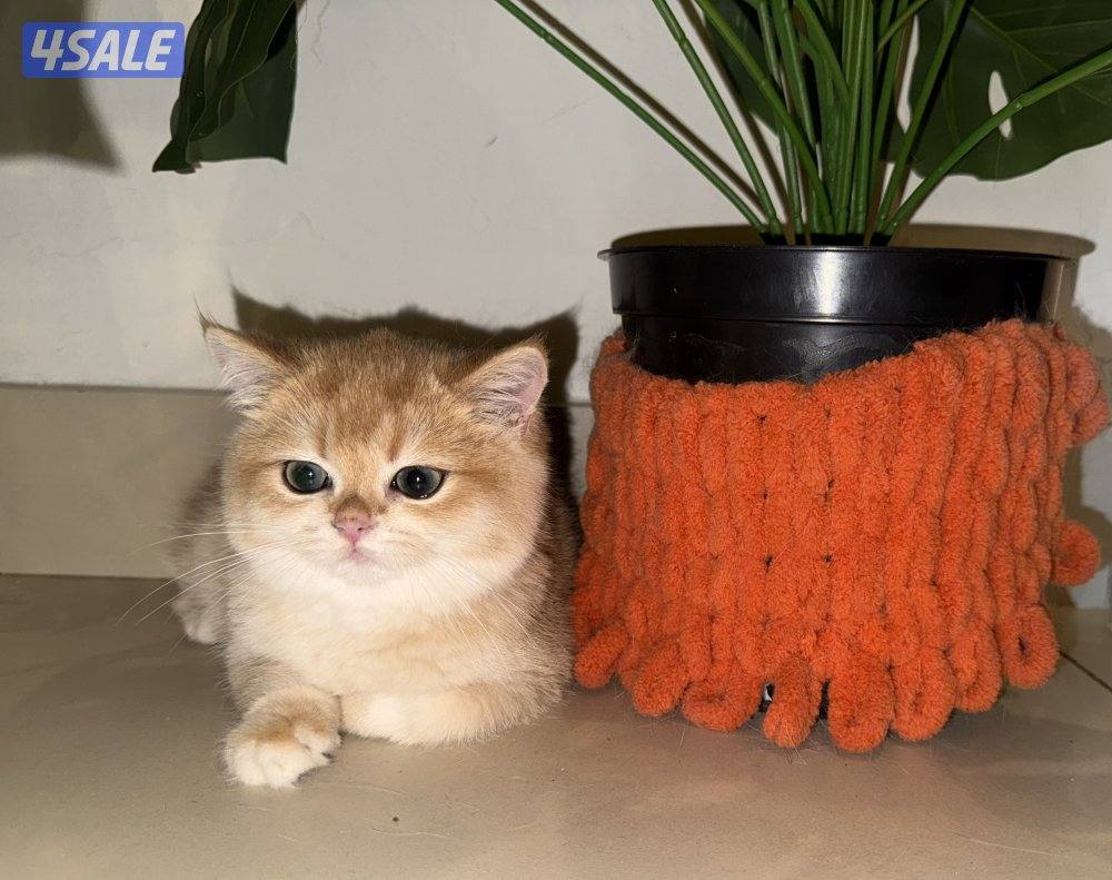 🟦😻 للبيع كتنز برتش قولدن شورت هير🎗️مستوى عالي جداً🎗️ واللون جميل ومميز😻🟦13