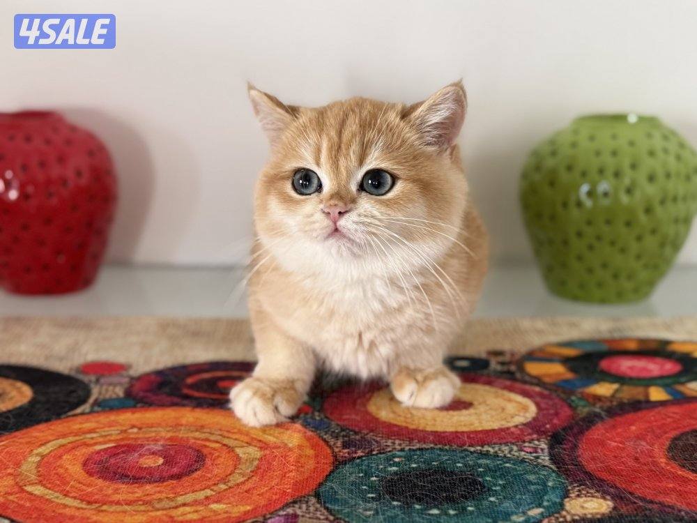 🟦😻 للبيع كتنز برتش قولدن شورت هير🎗️مستوى عالي جداً🎗️ واللون جميل ومميز😻🟦14