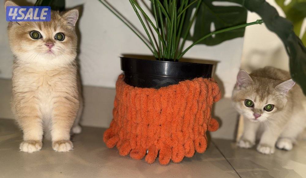 🟦😻 للبيع كتنز برتش قولدن شورت هير🎗️مستوى عالي جداً🎗️ واللون جميل ومميز😻🟦15