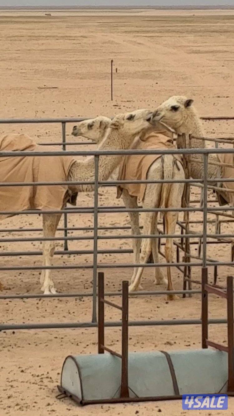 للبيع بكره0