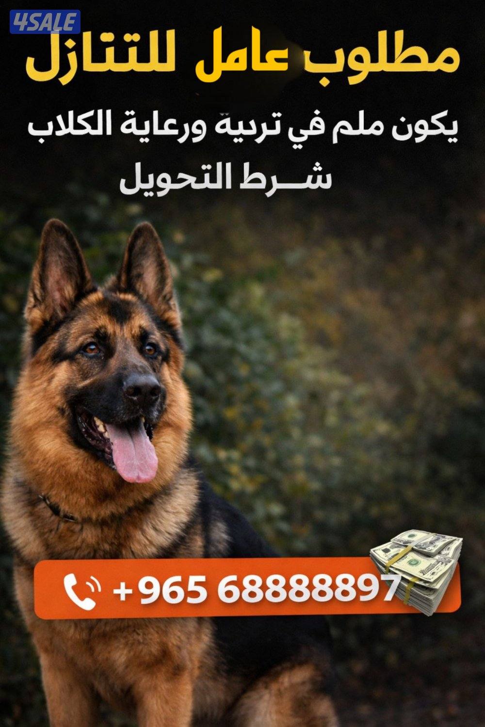 مطلوب عامل شرط التحويل مادة ٢٠ ملم في تربية ورعاية الكلاب0