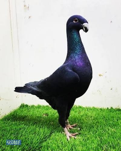 ازواج هومر0