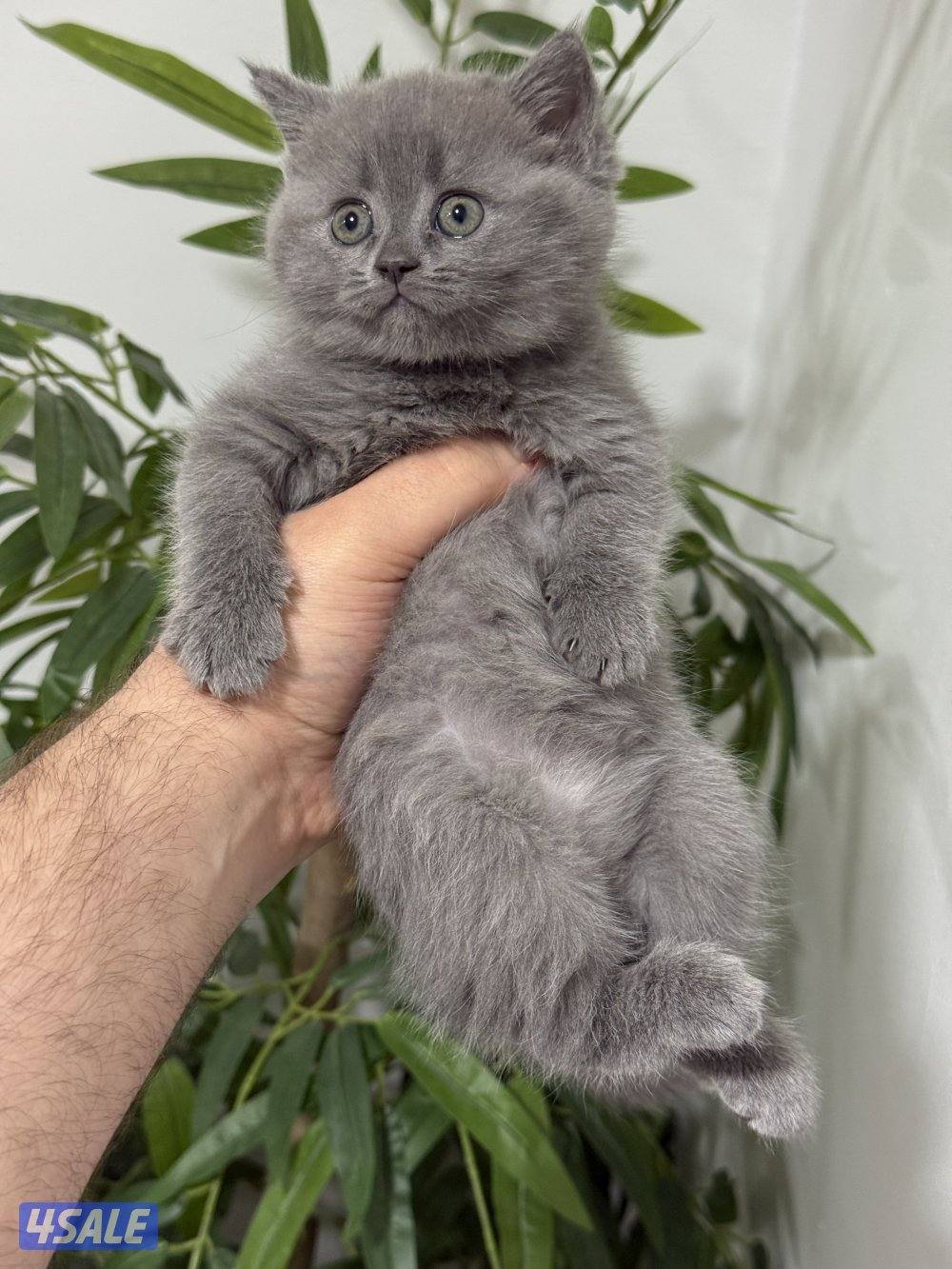 كيتن برتش بلو وشنشلا بيووور0