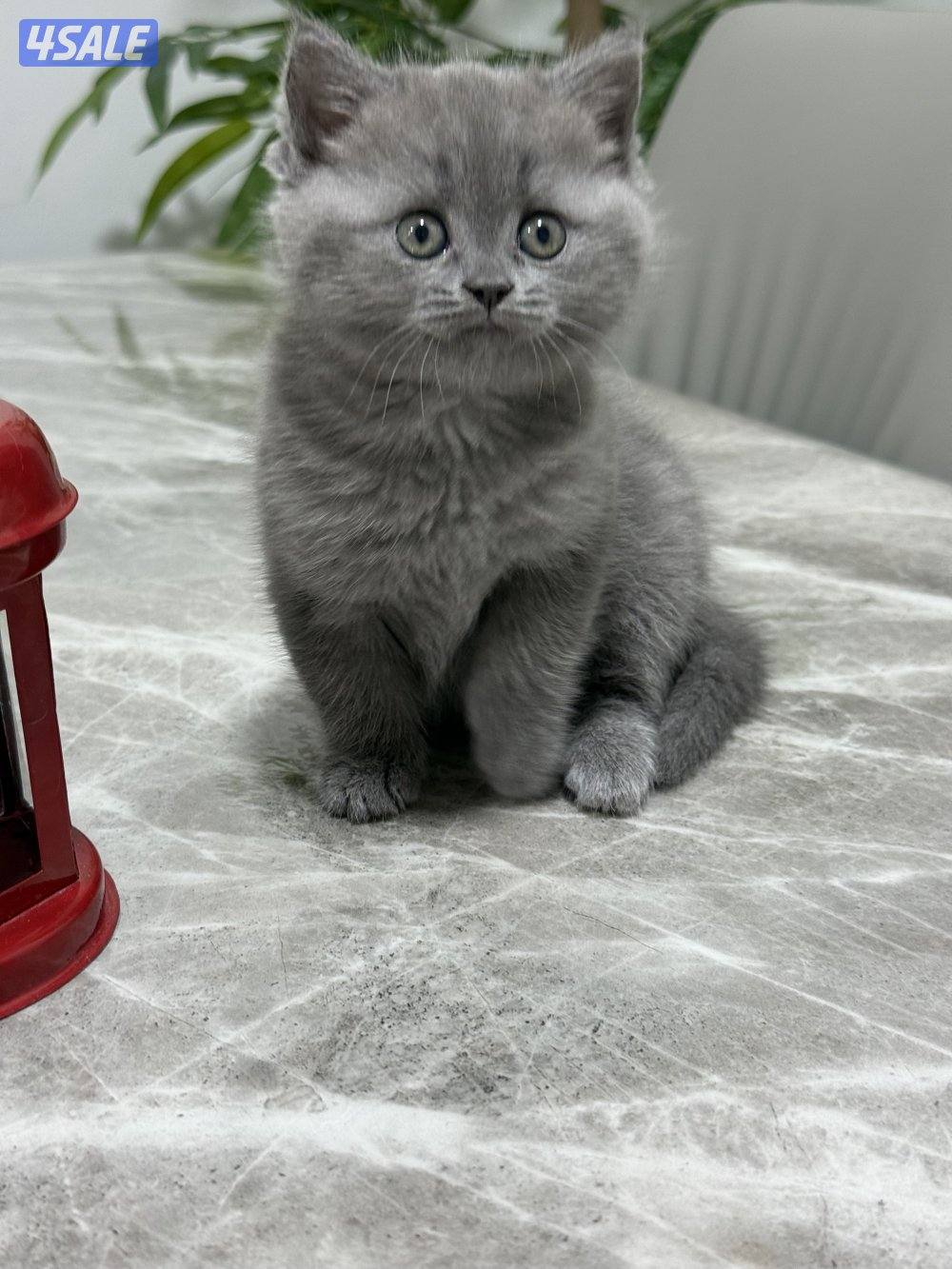 كيتن برتش بلو وشنشلا بيووور1