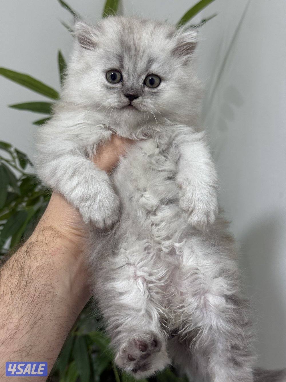 كيتن برتش بلو وشنشلا بيووور4