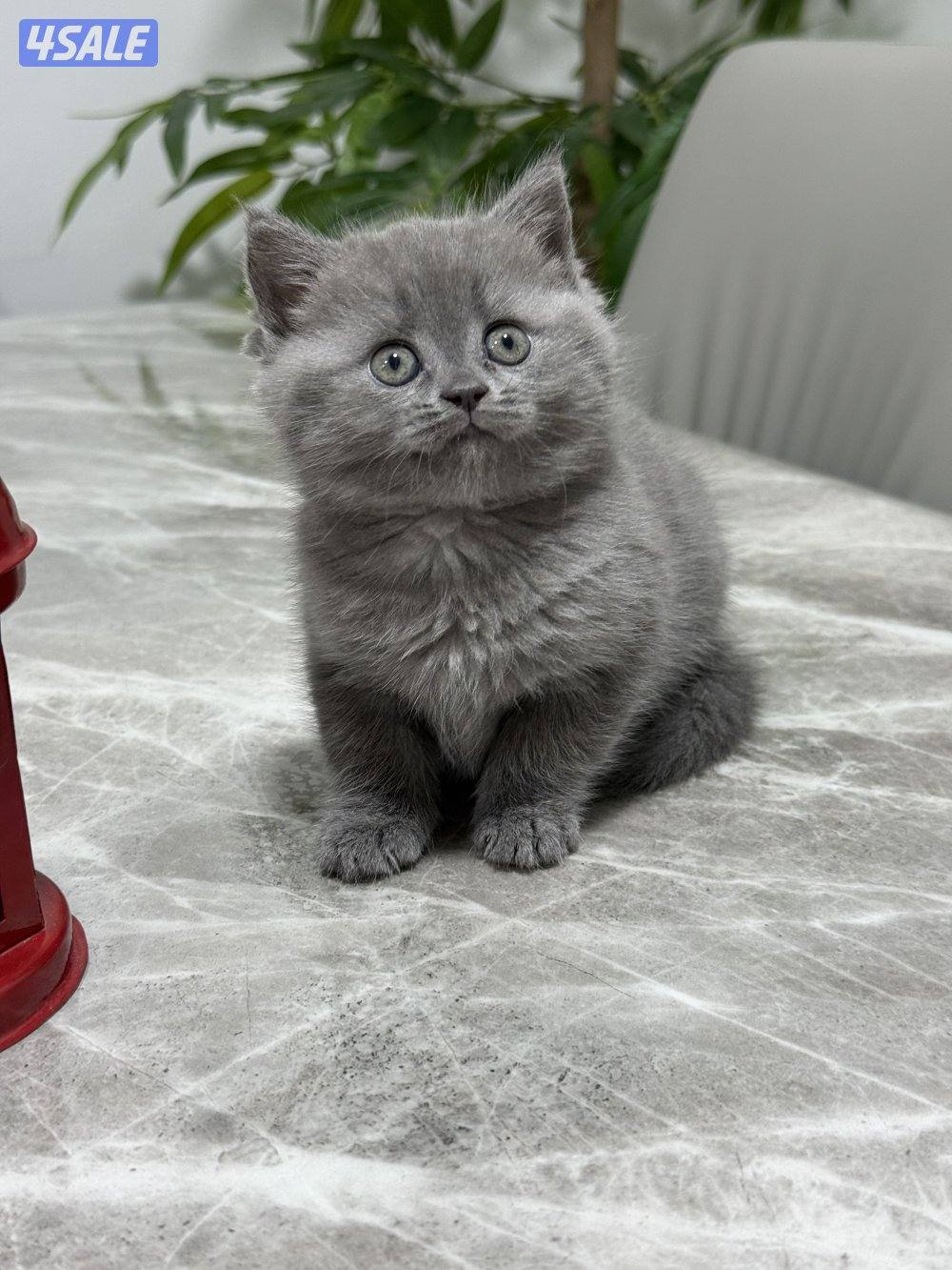 كيتن برتش بلو وشنشلا بيووور3