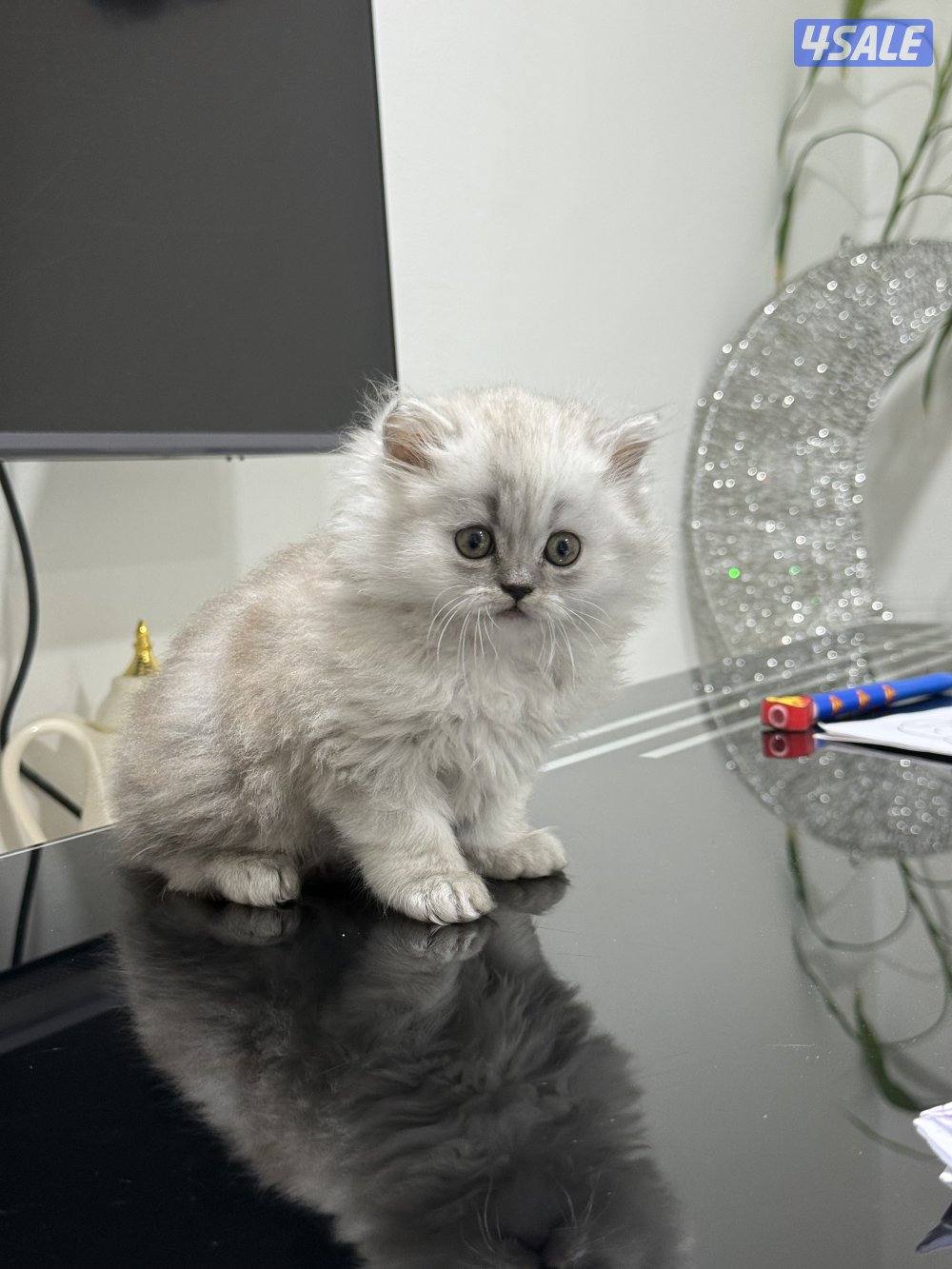 كيتن برتش بلو وشنشلا بيووور6