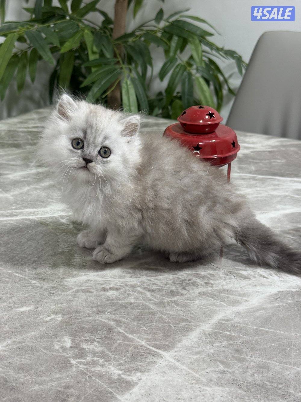 كيتن برتش بلو وشنشلا بيووور7