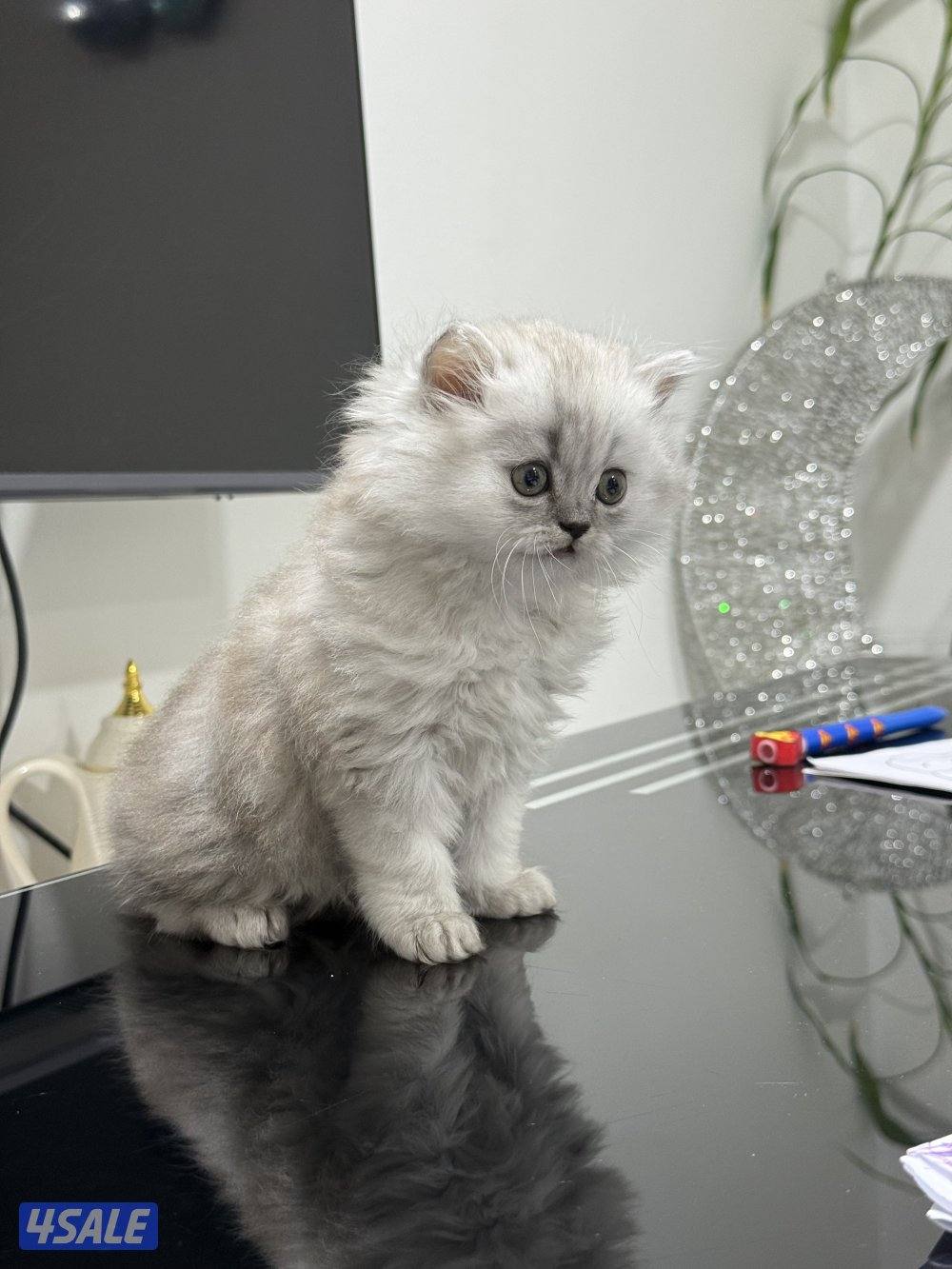 كيتن برتش بلو وشنشلا بيووور8