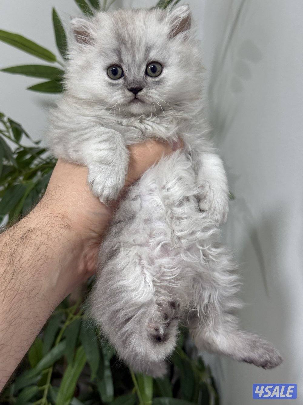 كيتن برتش بلو وشنشلا بيووور9